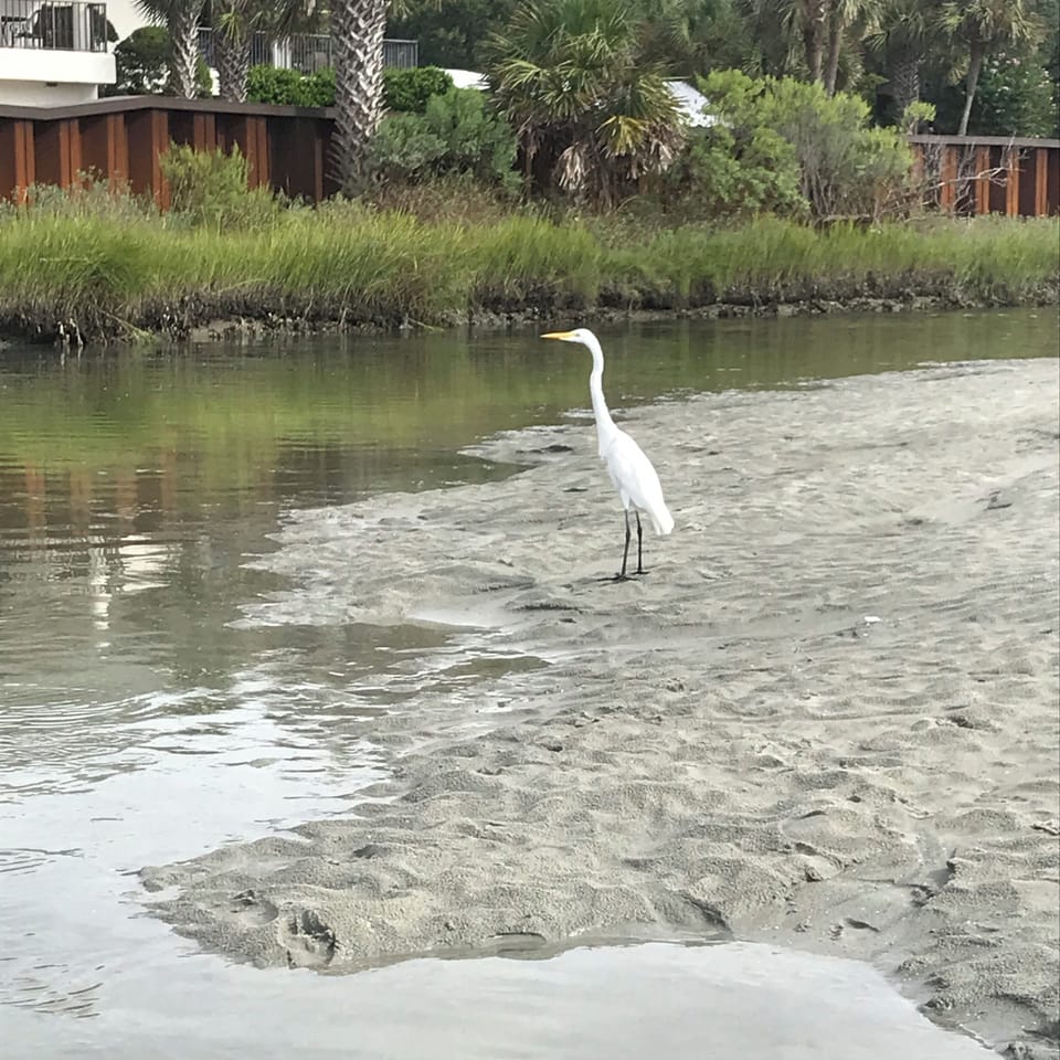 A frequent sight on the swash