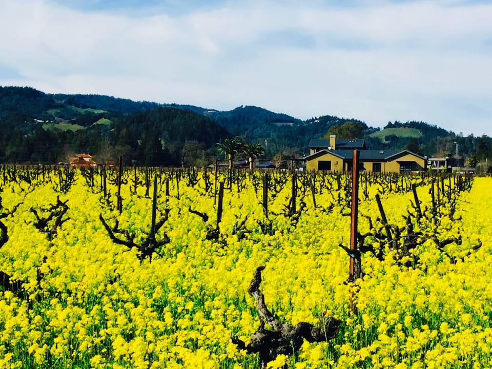 Winter Mustard Blooms surrounding home.