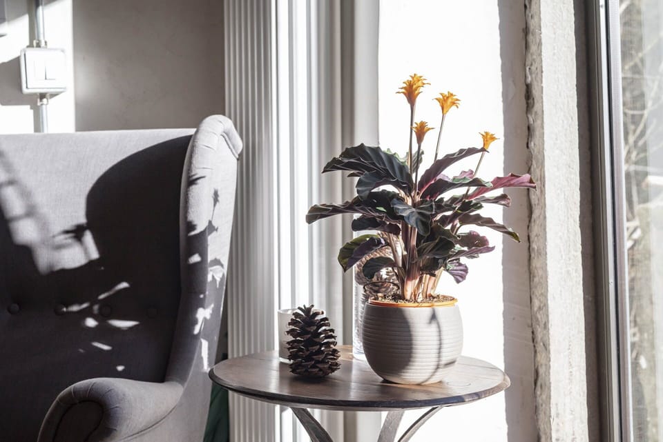 Plant, Furniture, Table, Flowerpot, Flower, Window, Building, Chair, Houseplant, Interior Design