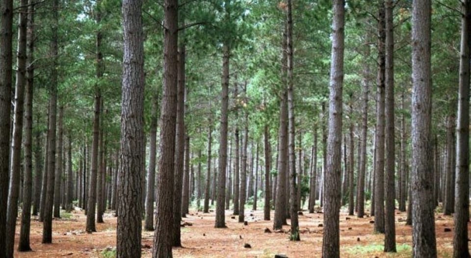 Tokai Forest about a 5 min drive