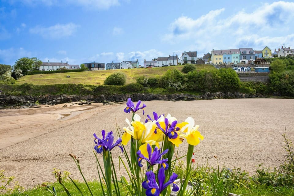 Flowers in the foreground across to the beach at Aberporth
