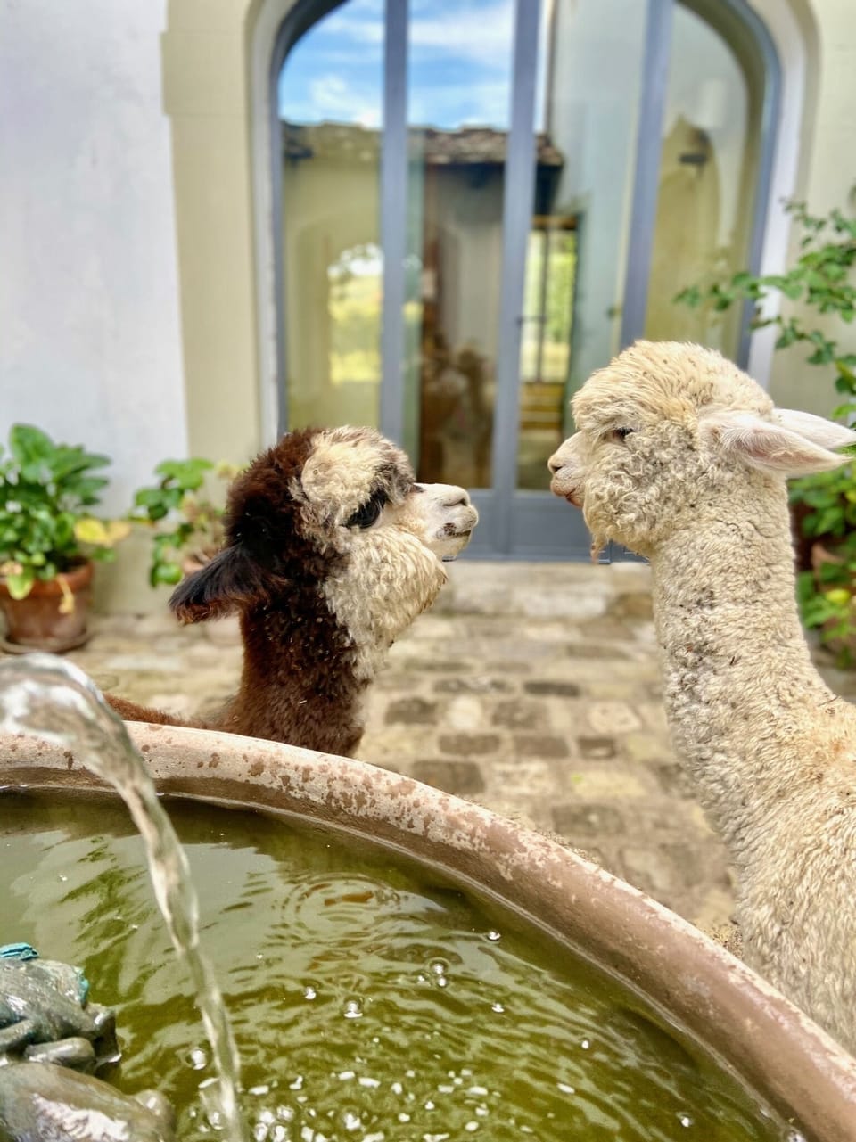 Alpaca love