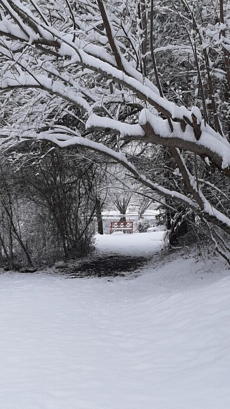 Entry to Pond in Winter