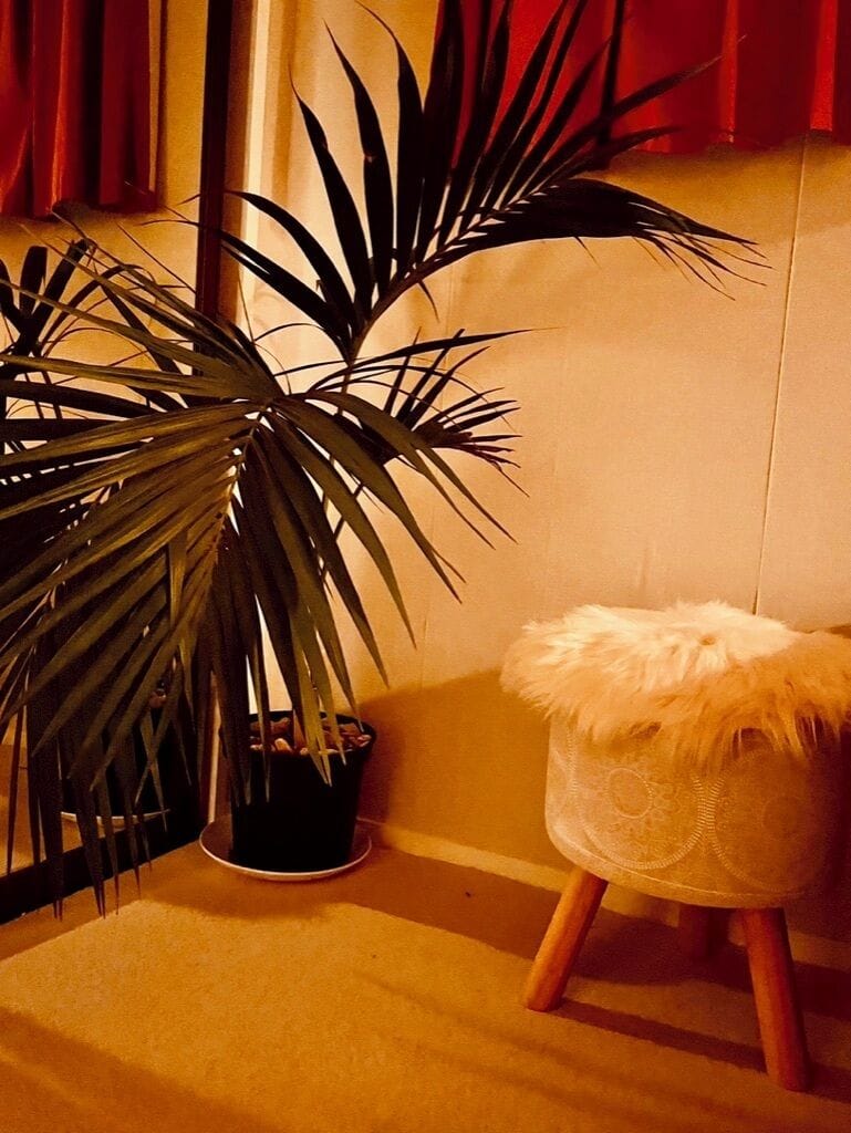 Palm dreams.