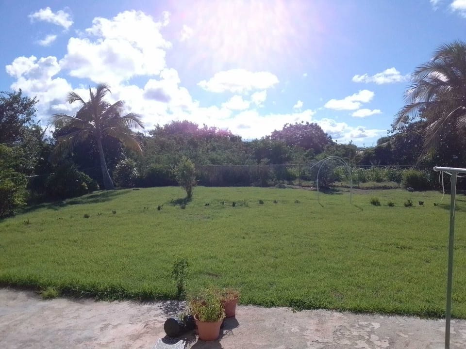 Backyard (3)