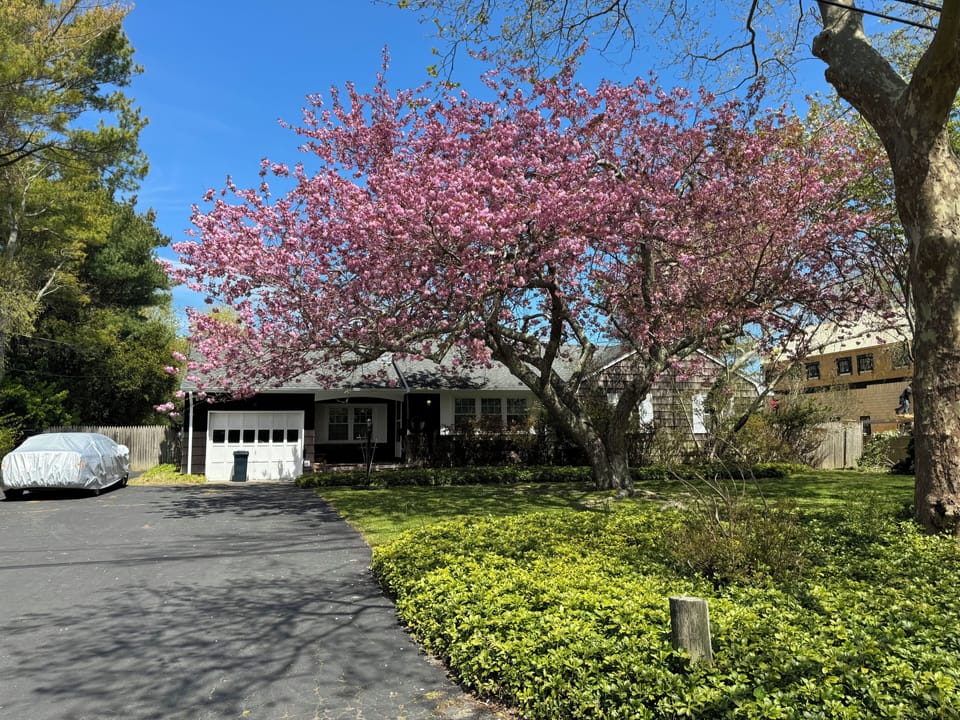 Front yard in Spring 