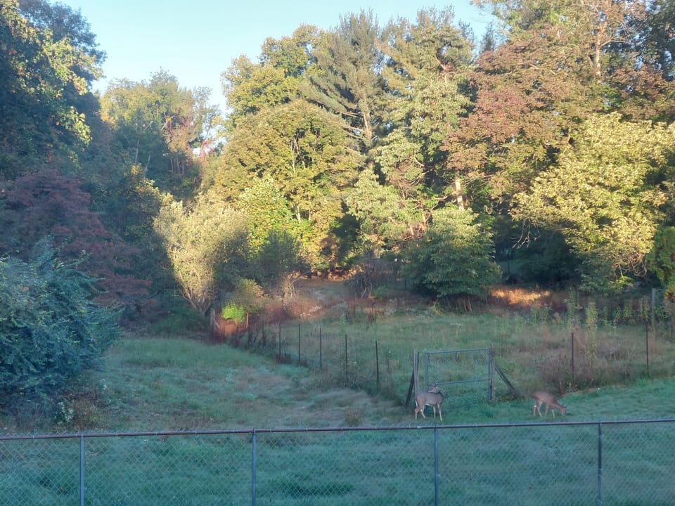 Back yard.
