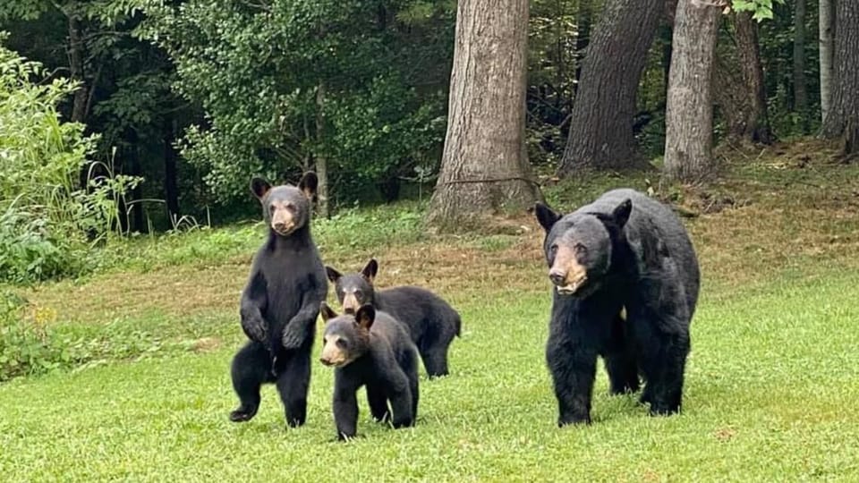 You may be lucky enough to see some famous Smoky Mountains black bears during your stay!