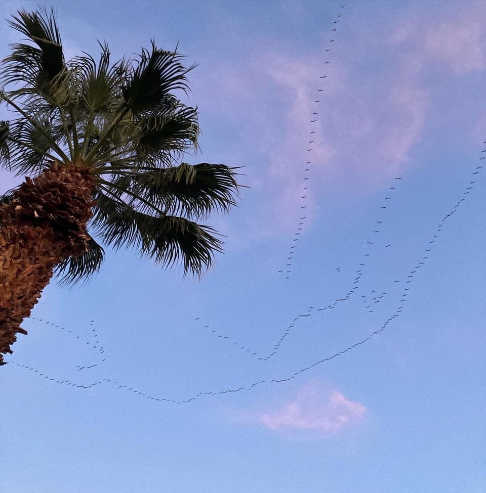 The birds here are amazing, during migration and every day.