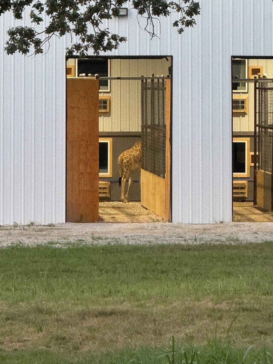 The giraffe pin /barn 