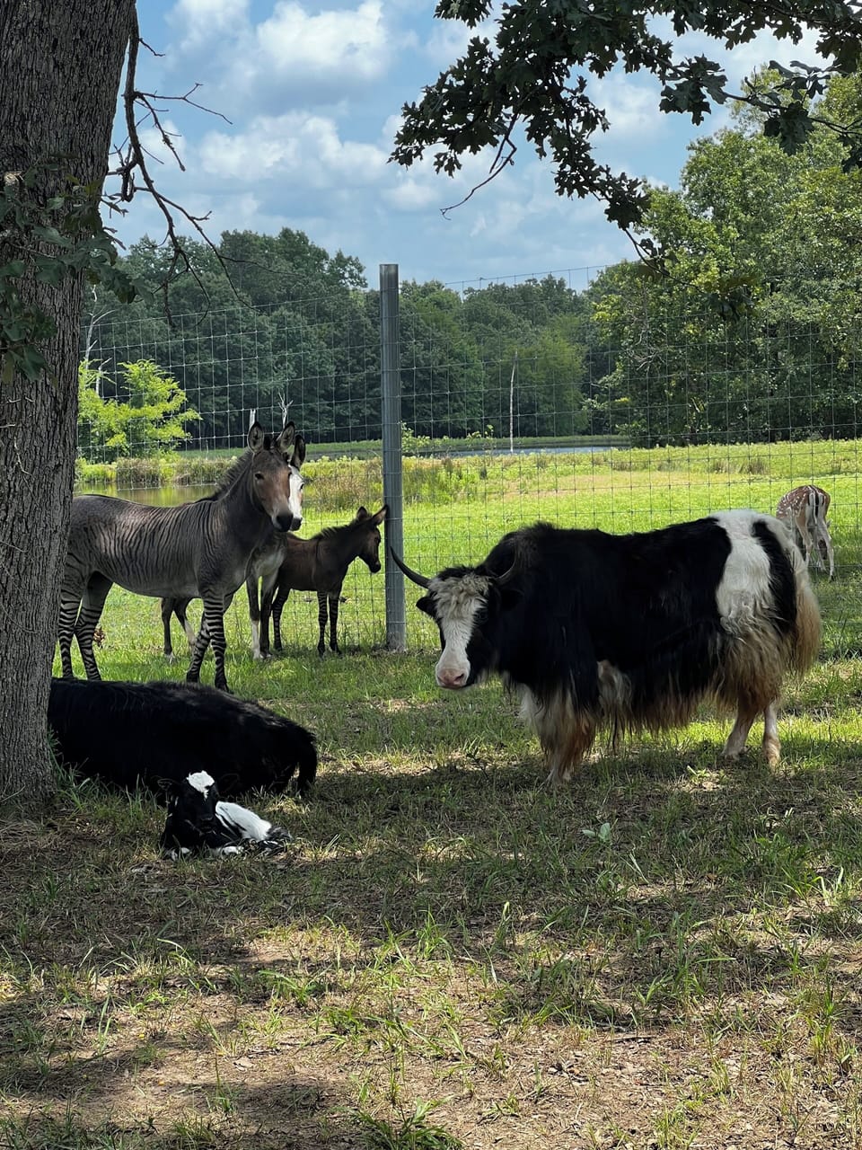animals free roaming outside your suite1zedonks, yak, highland mini cows