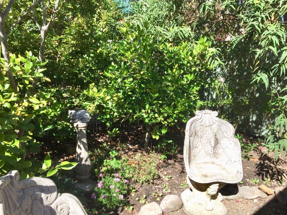 Front garden