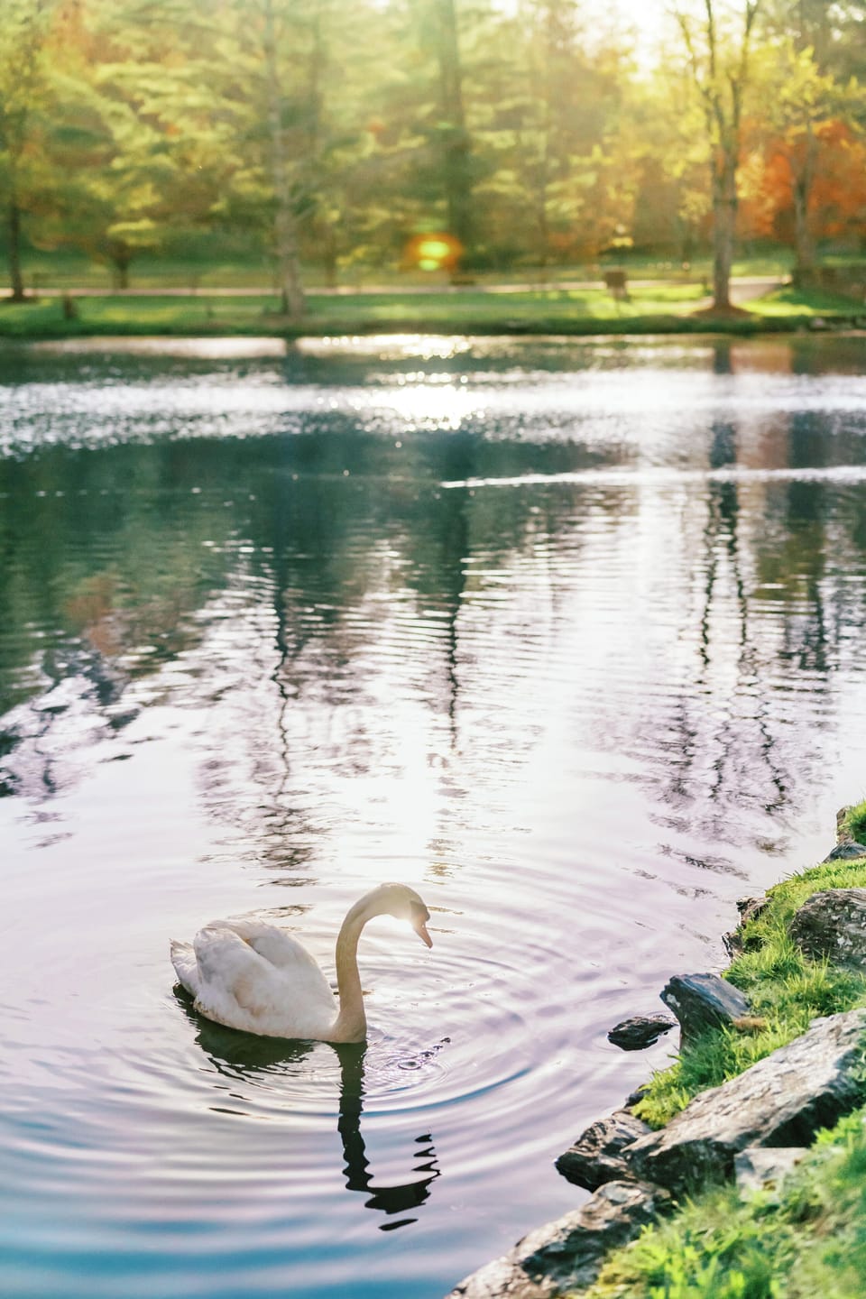Swan at Weddings 3 (1)