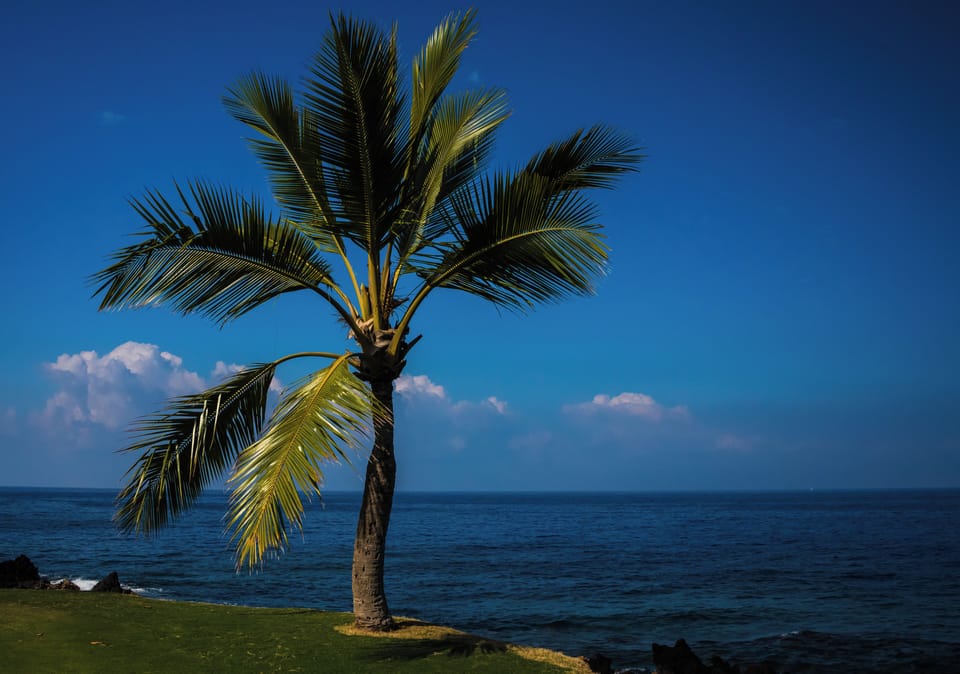 Breathe in ocean breezes beside a postcard-perfect palm view.