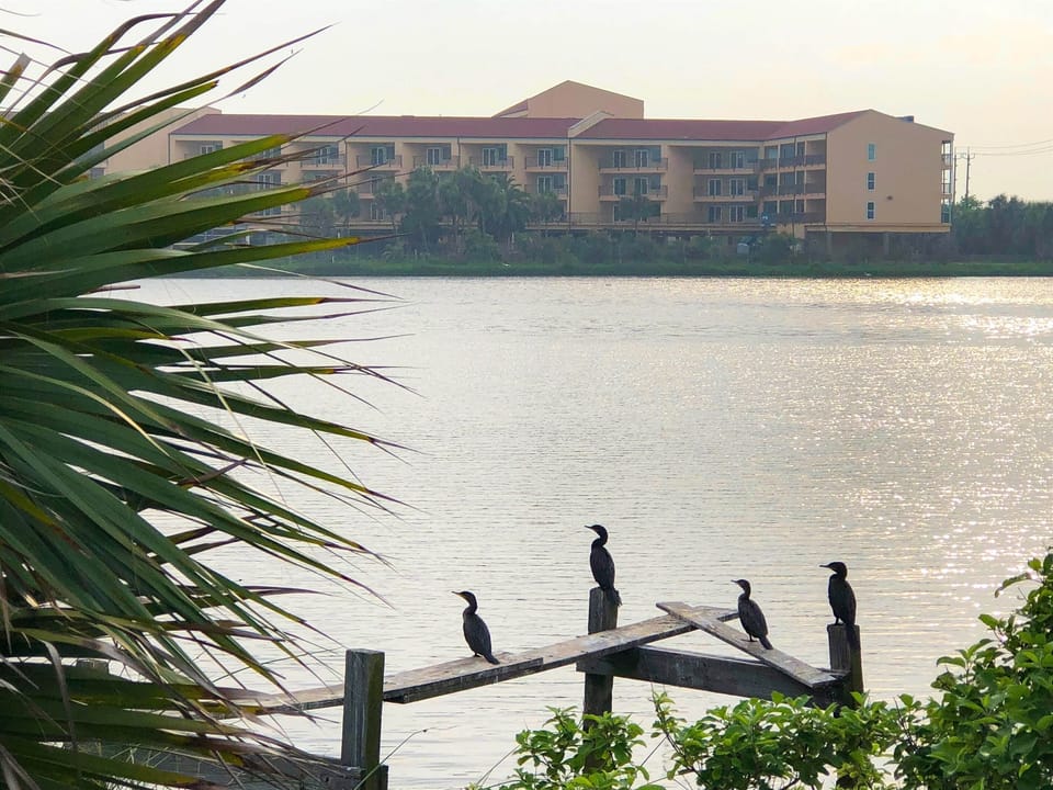 Lagoon with wildlife.