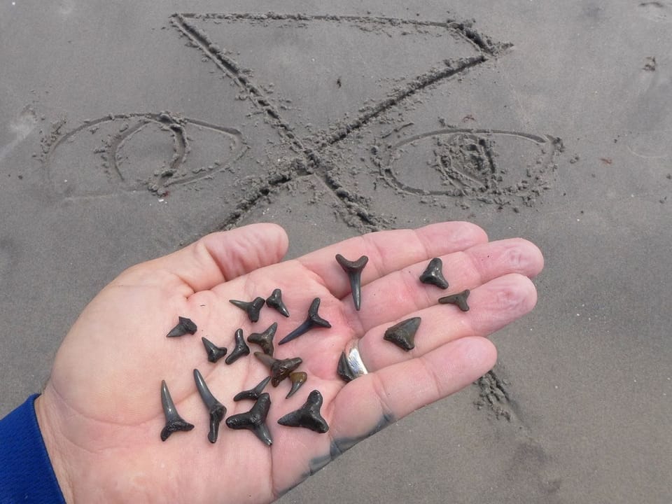 Shark tooth hunting
