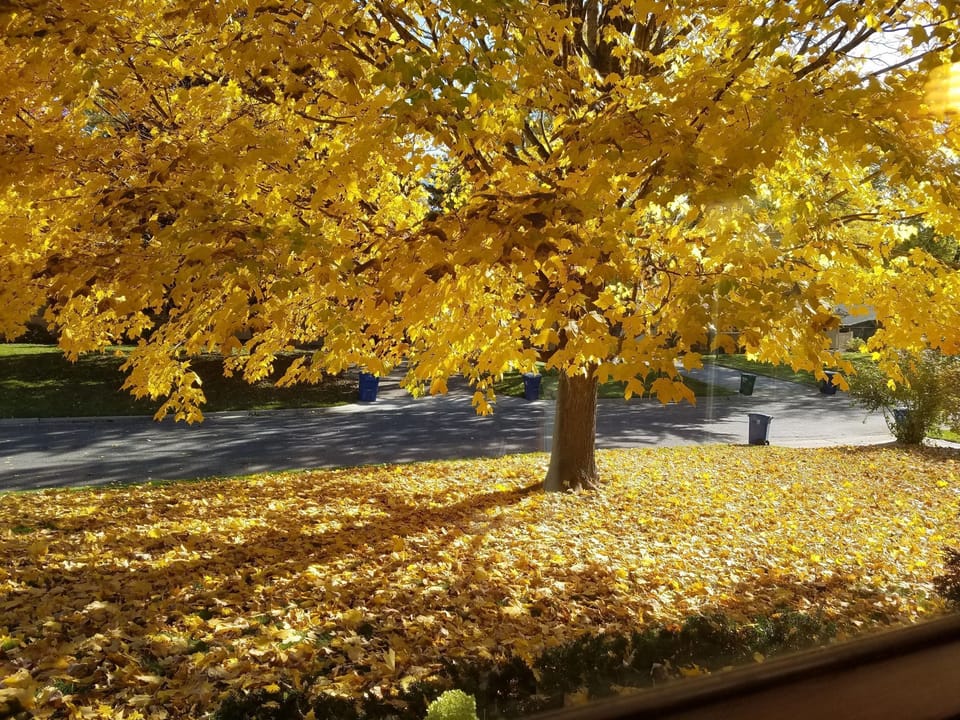 Autumn view from bedroom.