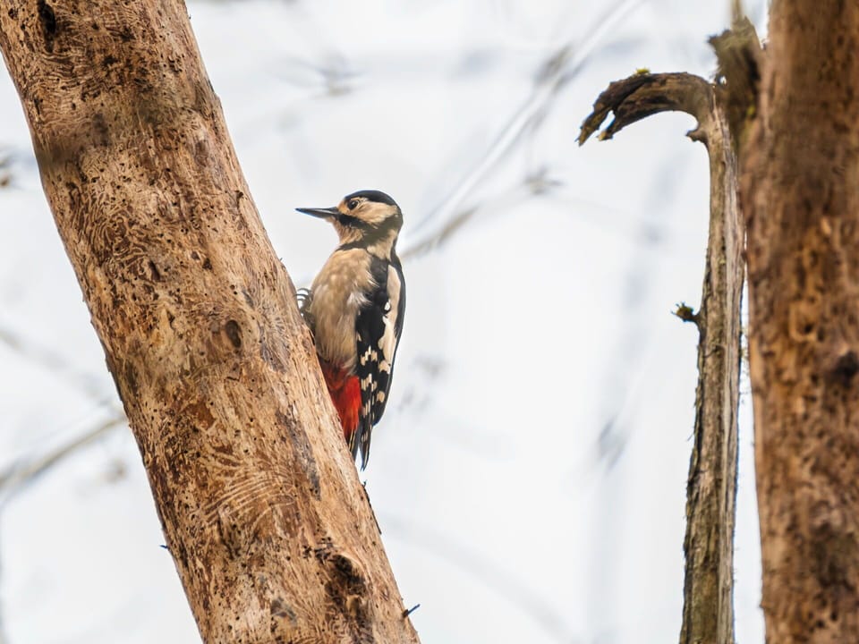 Sky, Twig, Branch, Wood, Plant