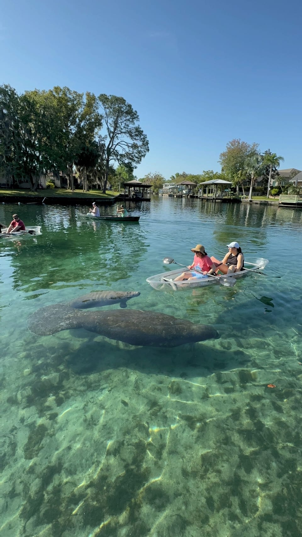 Kayak with the manatees 