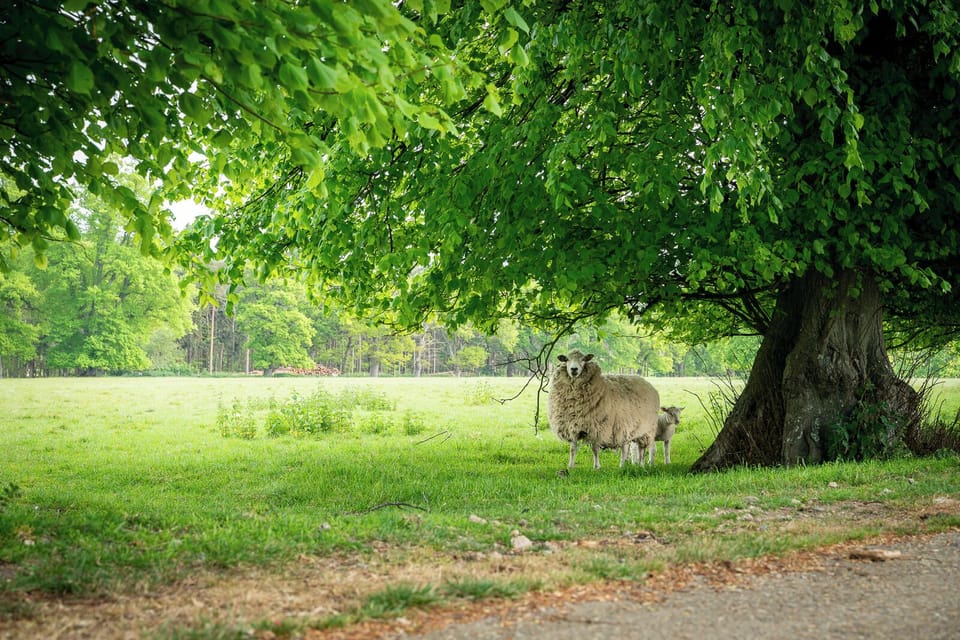 The parkland