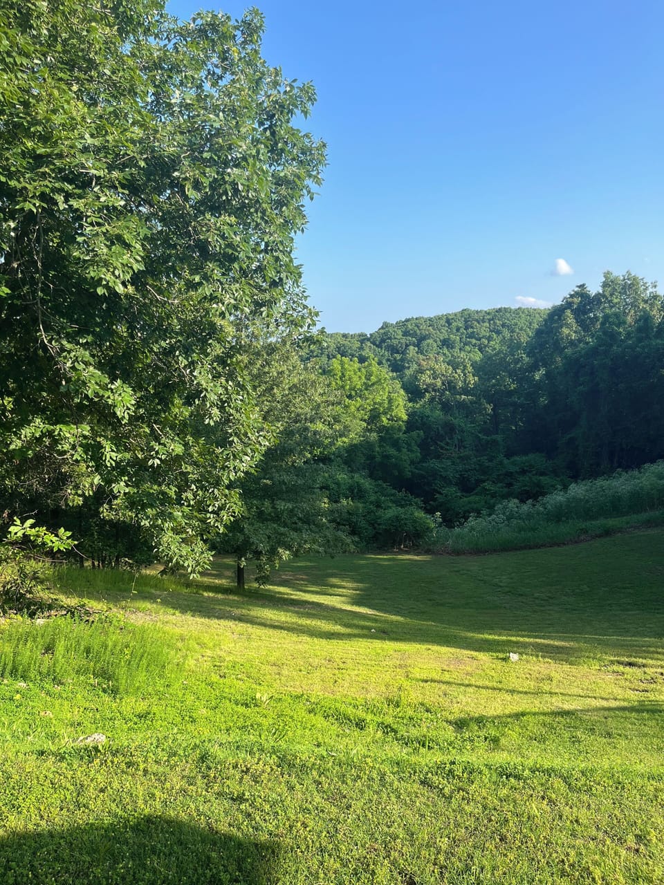 Wooded View from Pool 1.