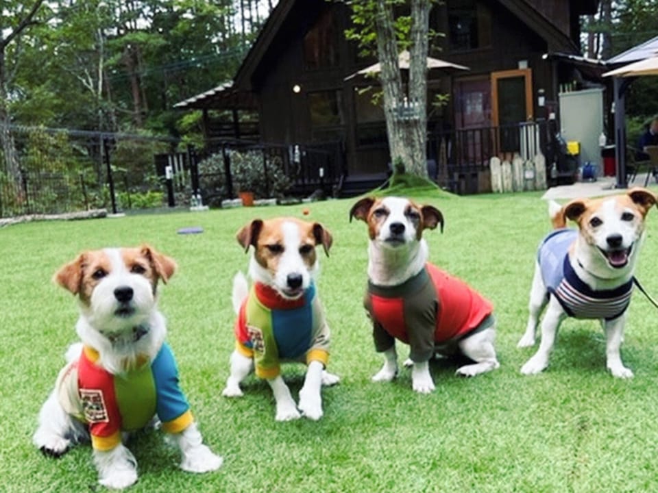 ・[Dog run] Play and have fun with your beloved dogs!