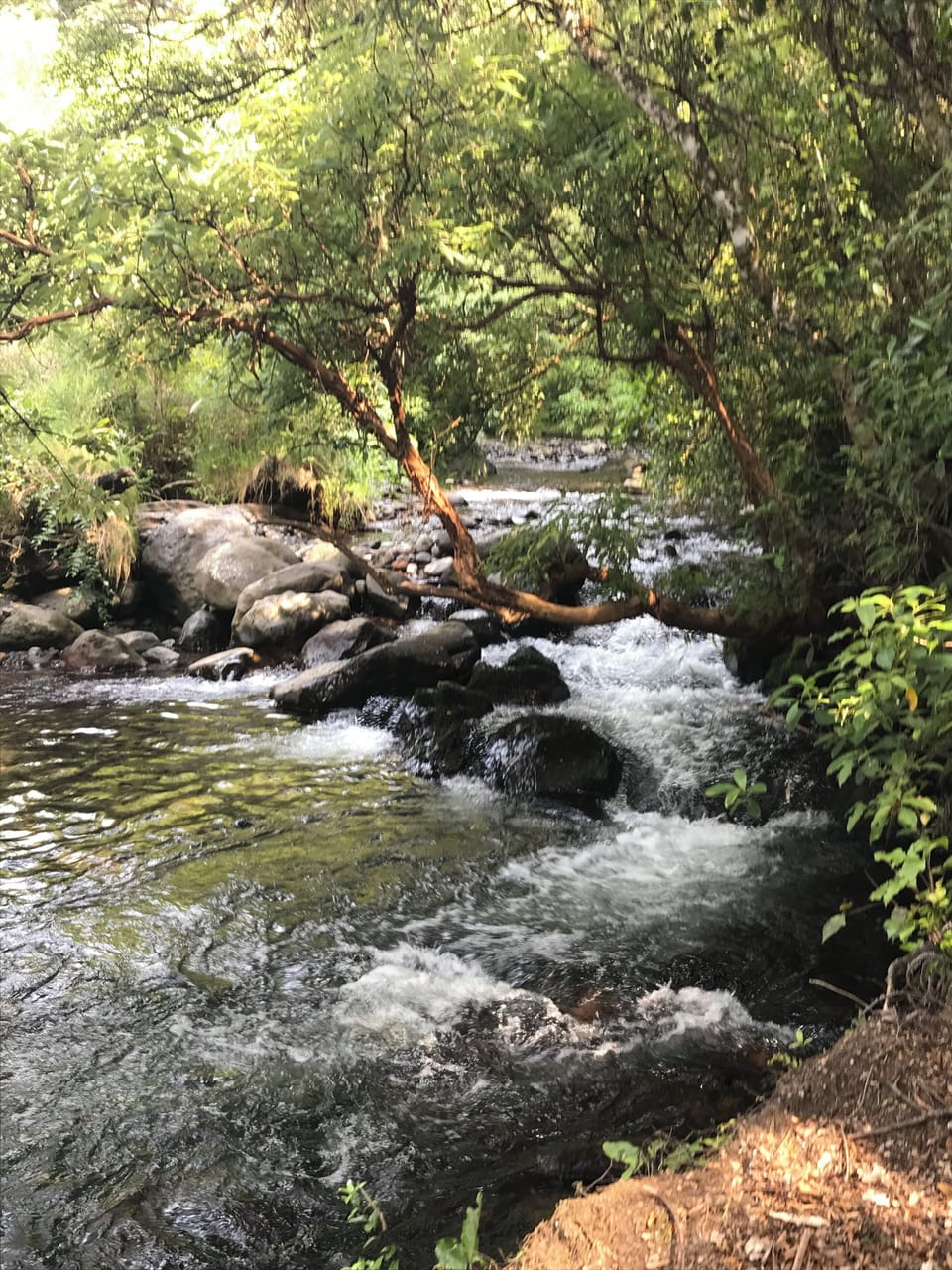 Perfect summer refresh in this lovely waterhole.
