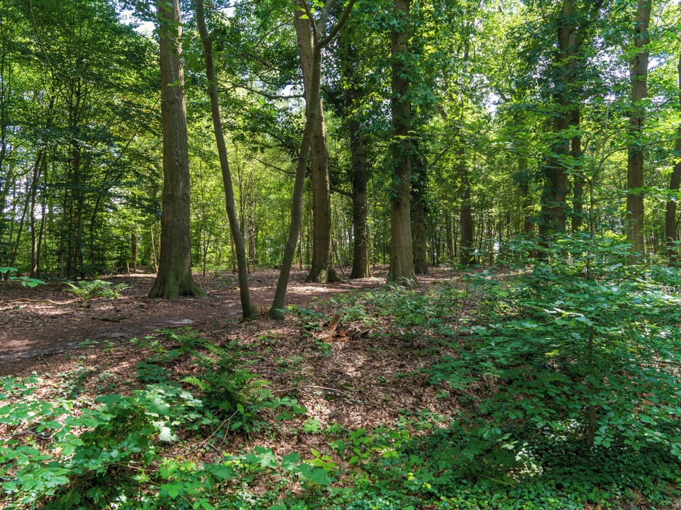 Immediate Surroundings [summer] (<1 km)