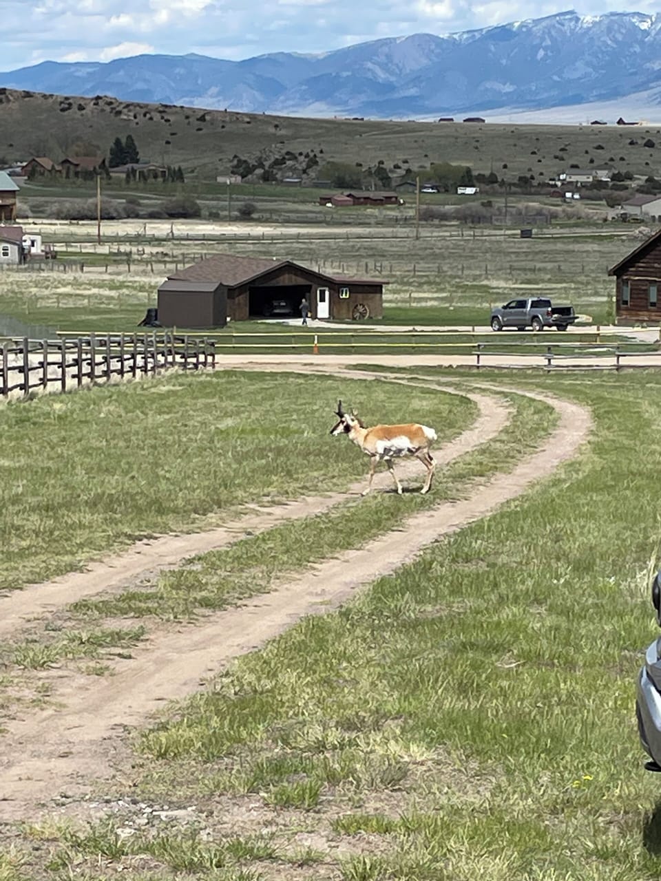 Antelope in driveway