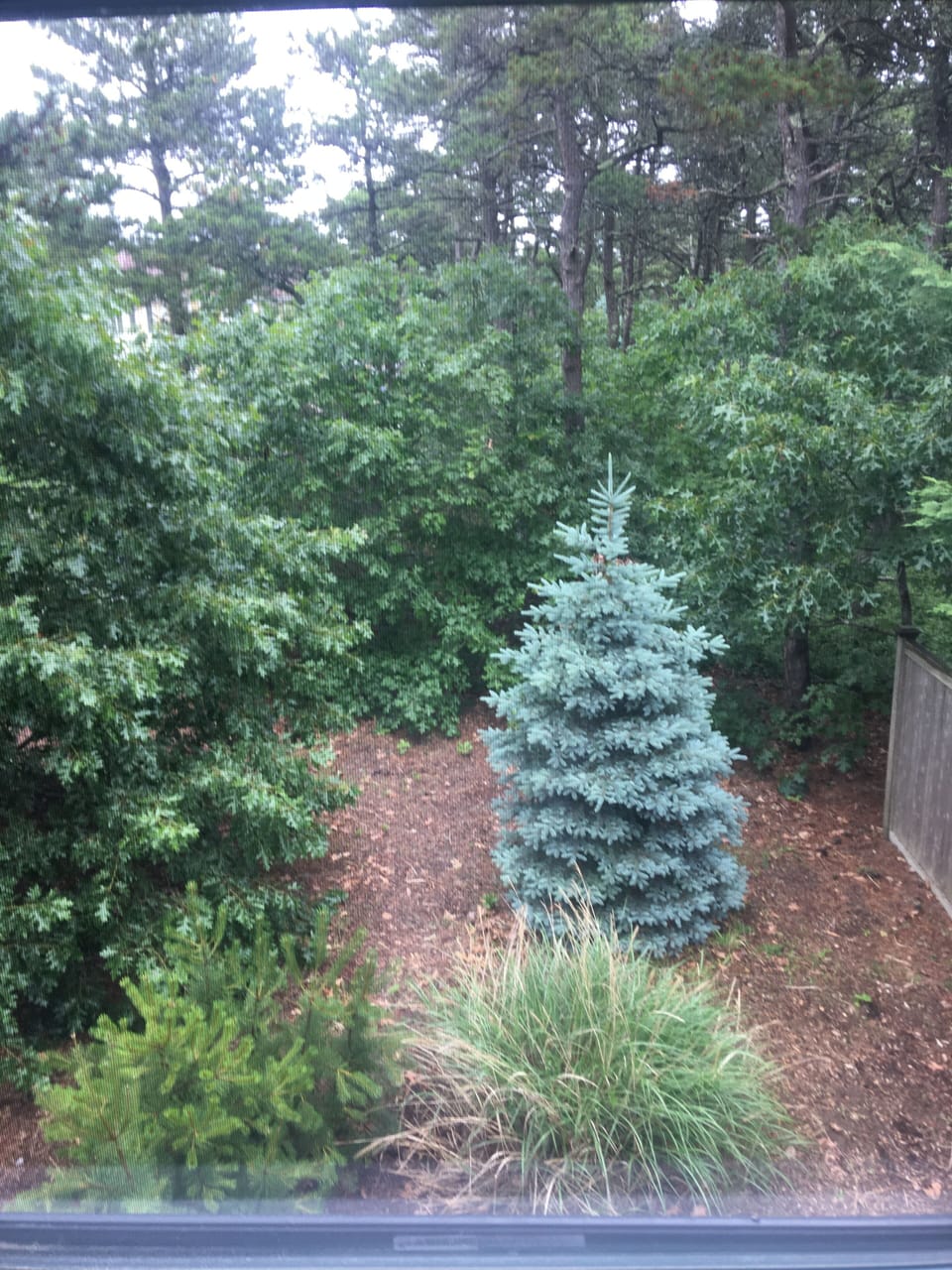 View from an upstairs window