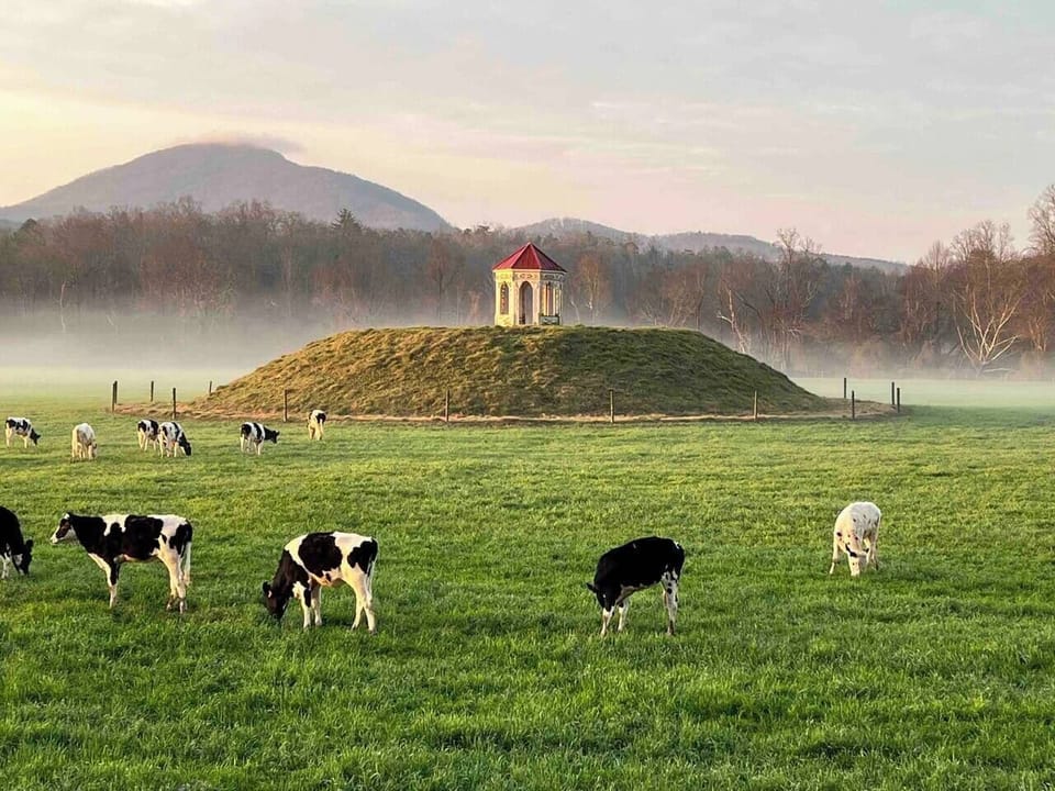 Cows of Helen