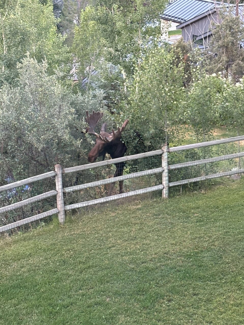 Local moose...