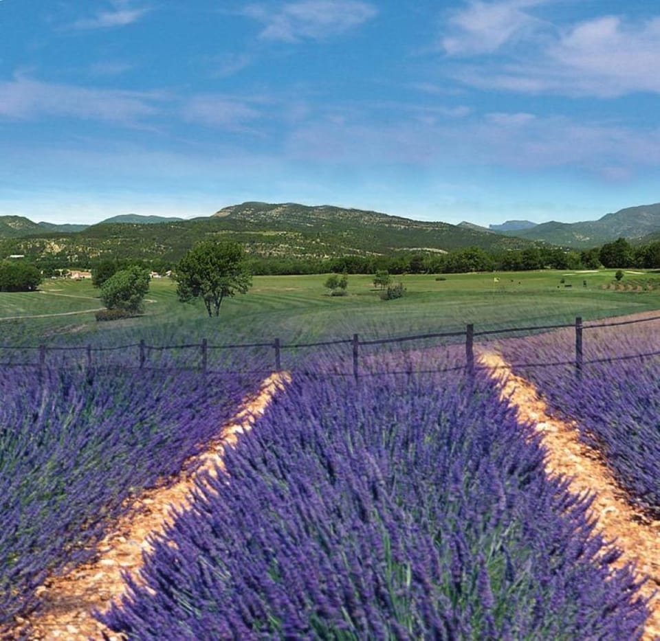 Lavendar fields