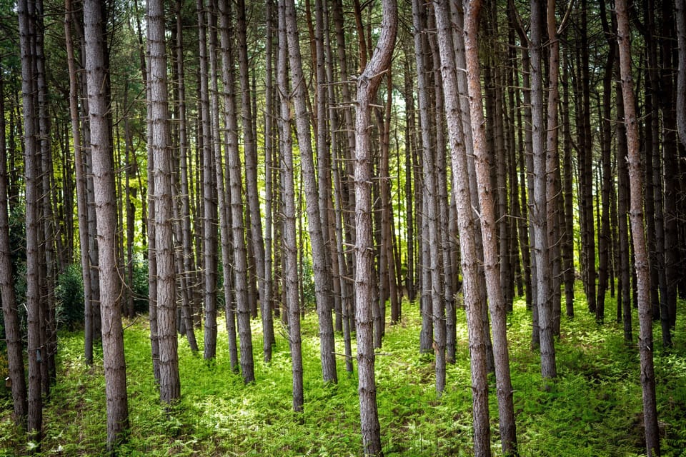 Seeing the wood for the trees