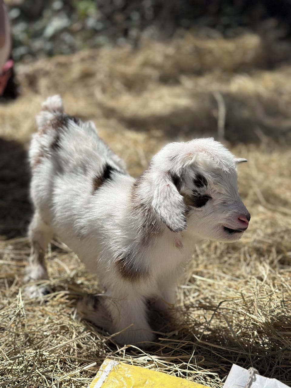 Our newest addition to the farm. Meet Blue!