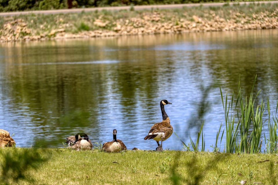 Beautiful lake views with an abundancy of wildlife. Fun for all ages to enjoy from your own back yard!