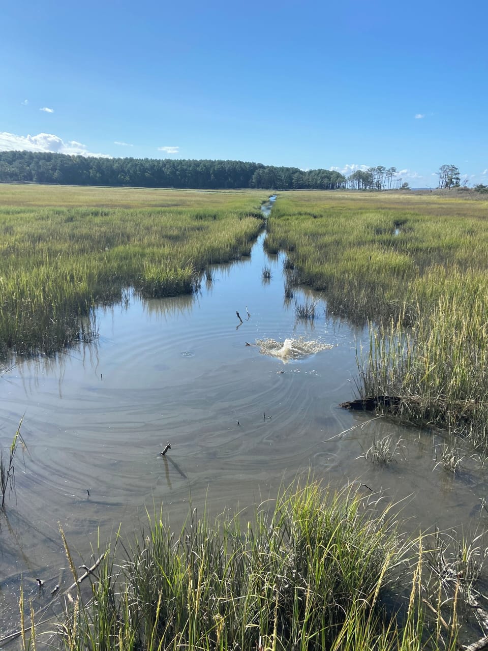 Hike the Thompson Island Preserve trail just a short walk from the house.