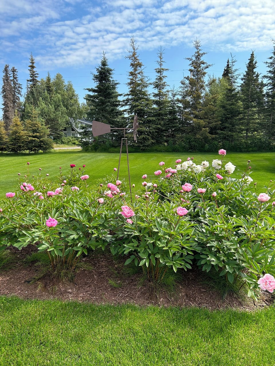 Peonies in July!