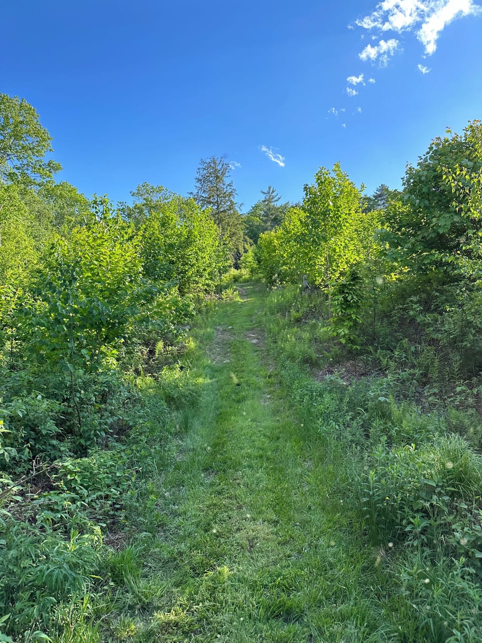 Guest trails on property.