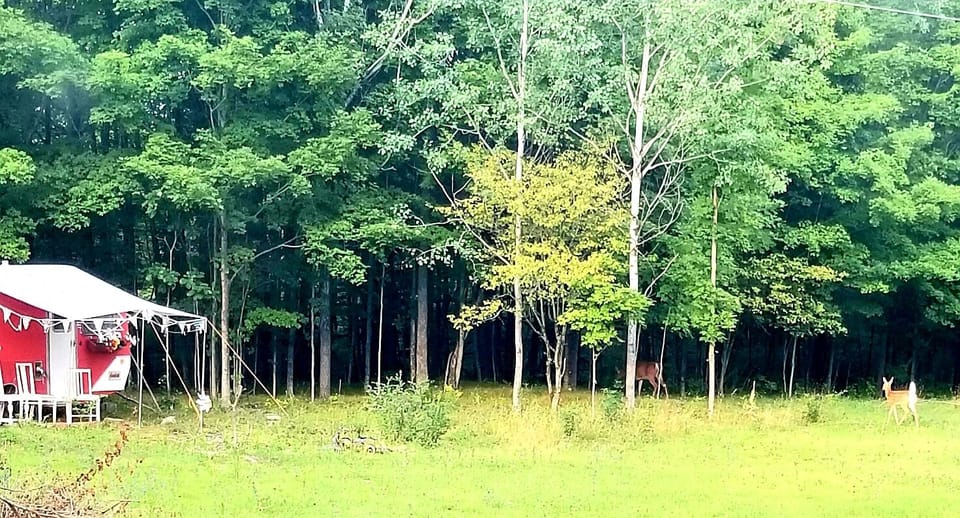 deer are your daily visitors