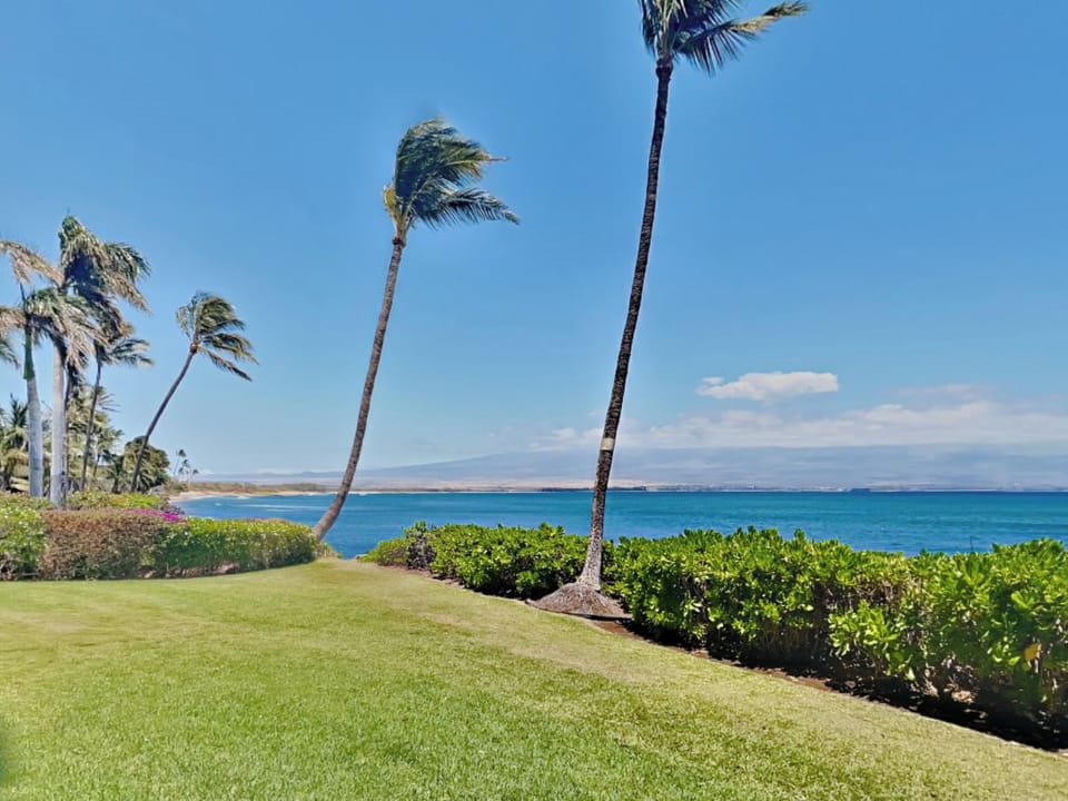 Swaying palm trees in the heart of paradise