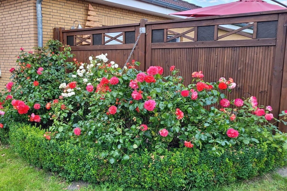 Garden [summer]