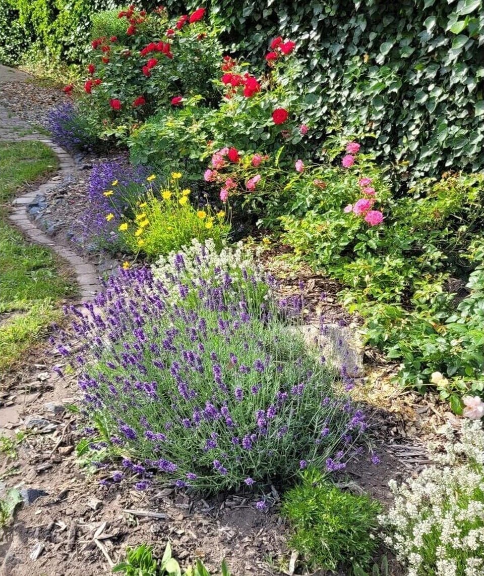 Garden [summer]