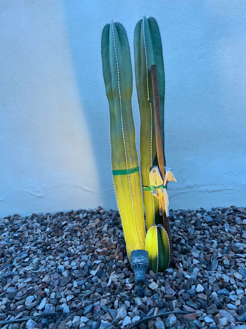 Landscaping surrounding the pool