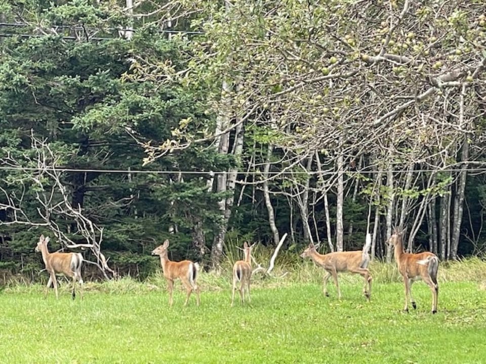 You will get the occasional visitor to the property