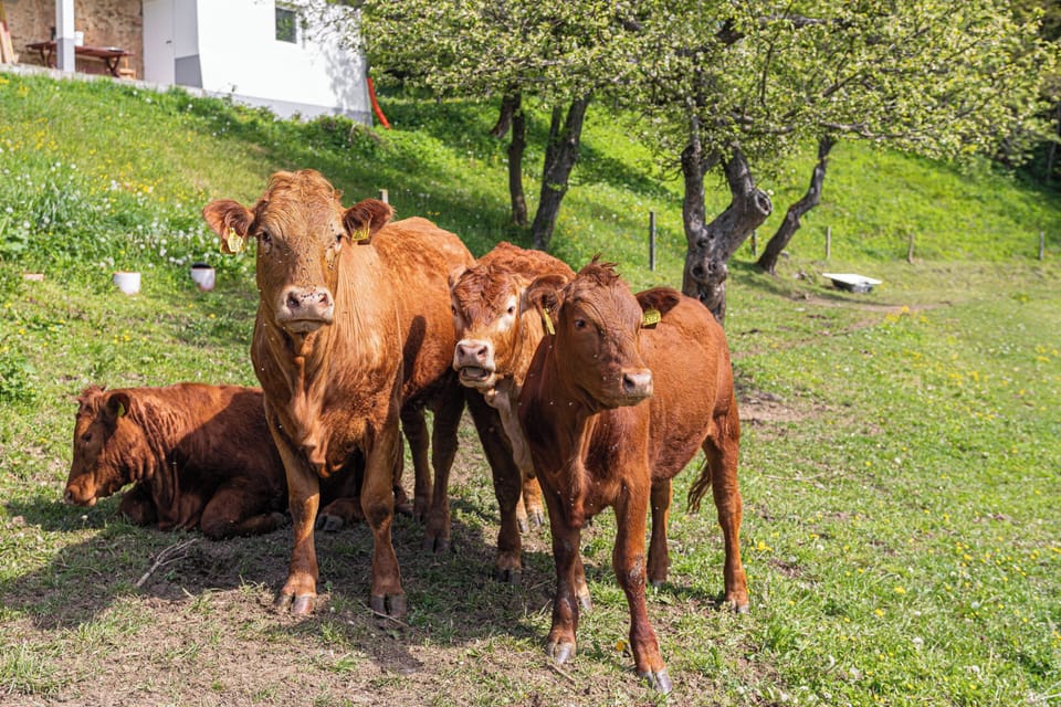 Cows on the farm