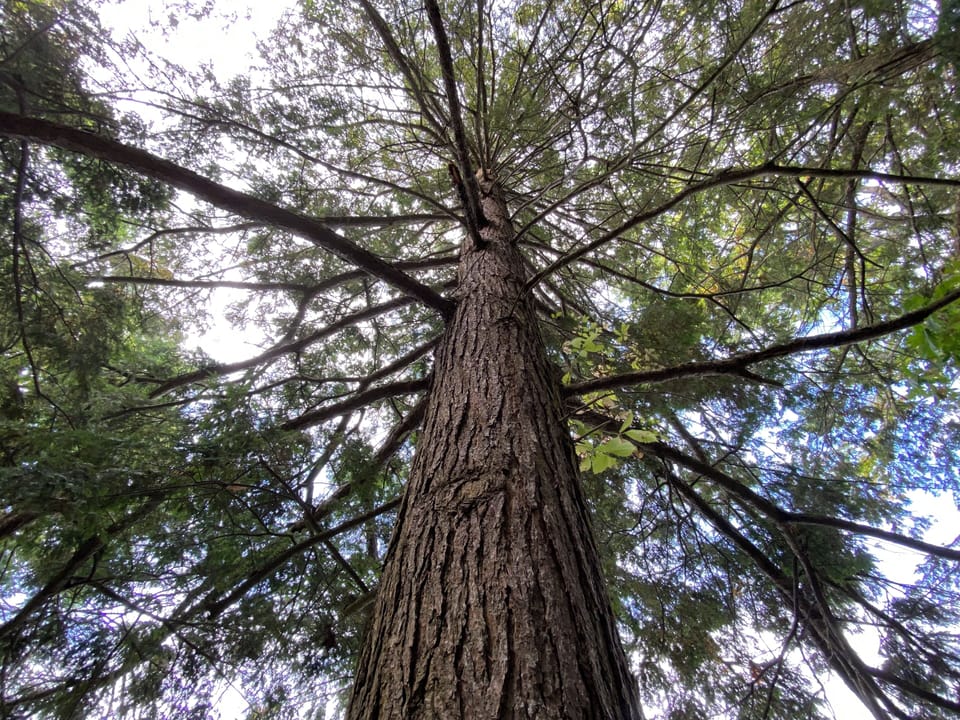 Hemlock tree