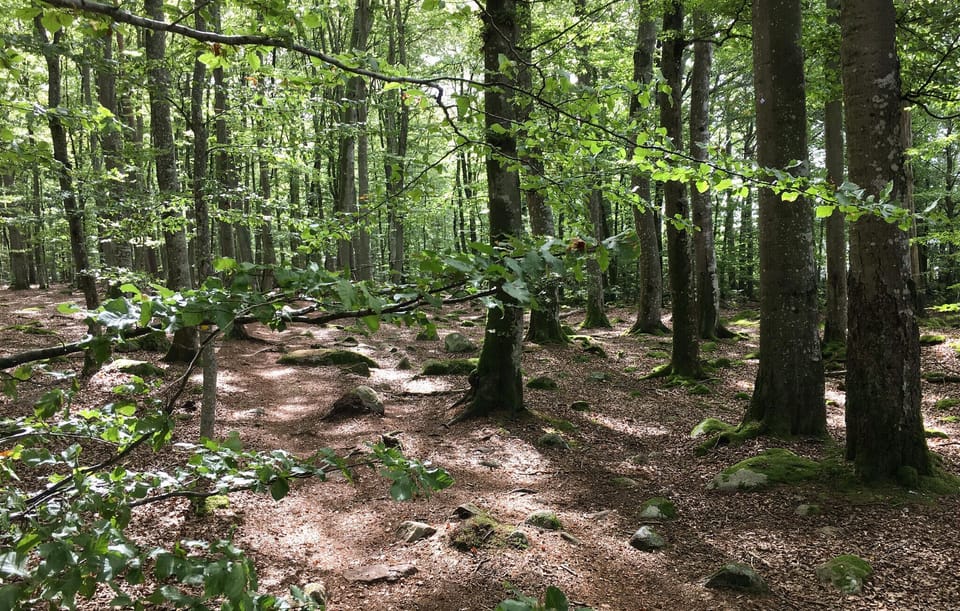 area