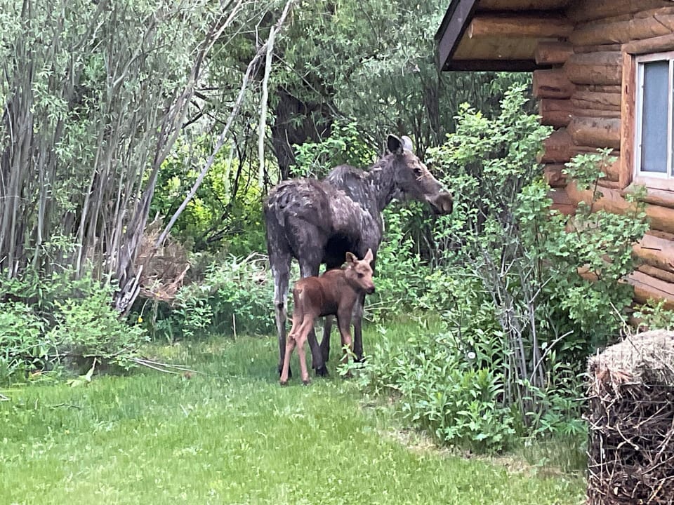 Mama moose and little one June 2025