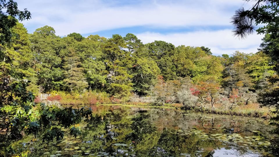 Views of ornamental pond from deck